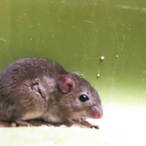 Rato