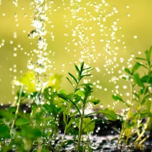 Regar plantas