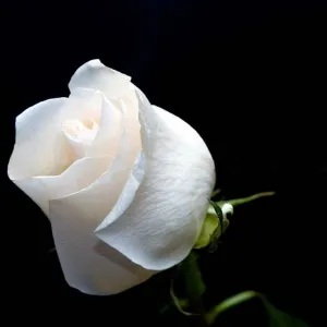 Rosa branca