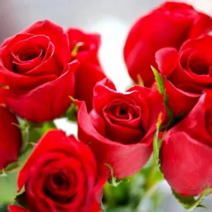 Rosas