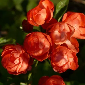 Roseira