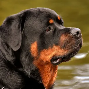 Rottweiler