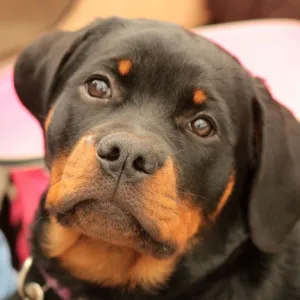 Rotweiller