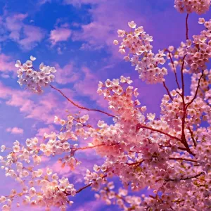 Sakura