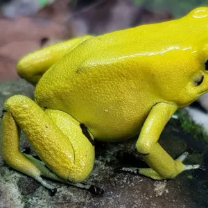 Sapo Amarelo