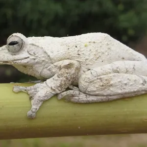 Sapo Branco