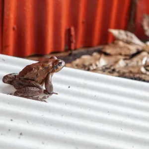 Sapo dentro de Casa
