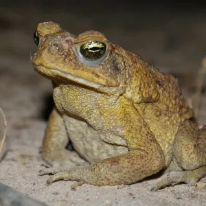 Sapo grande e gordo