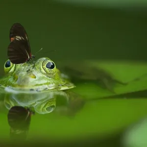 Sapo Mordendo