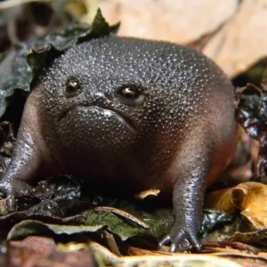 Sapo preto