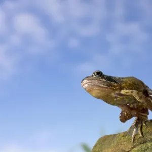 Sapo pulando