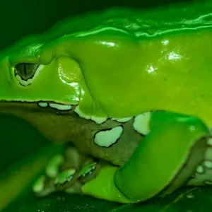 Sapo Verde