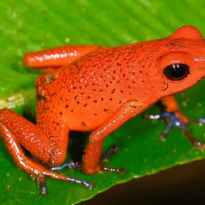 Sapo Vermelho