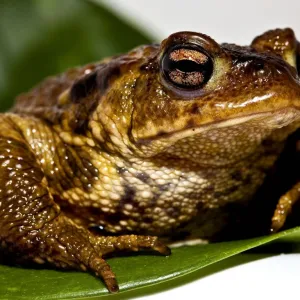Sapo