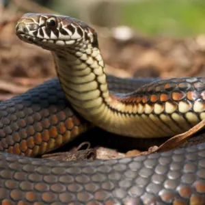 Serpente