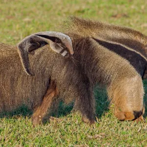 Tamanduá