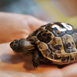 Tartaruga filhote