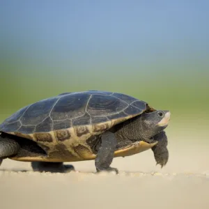 Tartaruga Gigante
