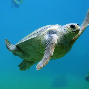 Tartaruga Marinha