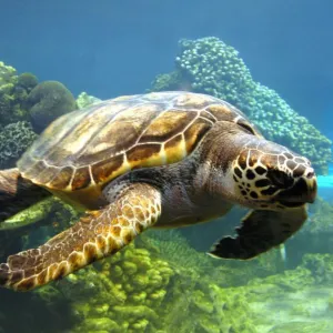 Tartaruga