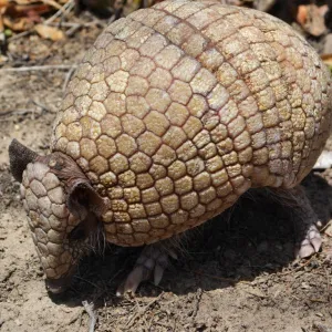Tatu bola