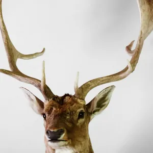 Taxidermia