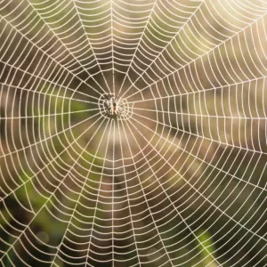 Teia de aranha