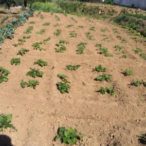 Terra