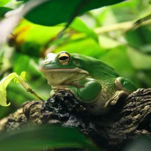 Terrário