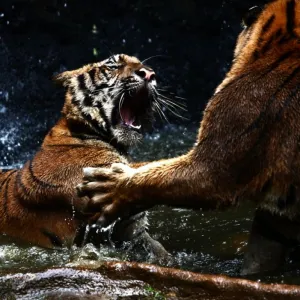 Tigre Atacando