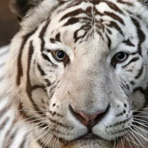 Tigre Branco