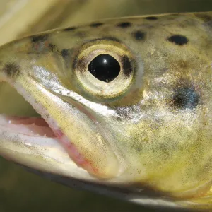 Truta