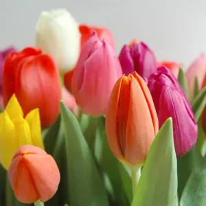 Tulipa