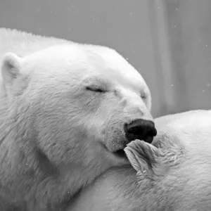 Urso branco