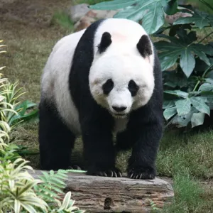 Urso Panda
