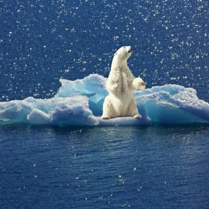Urso polar