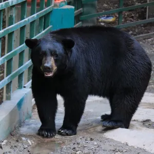 Urso Preto