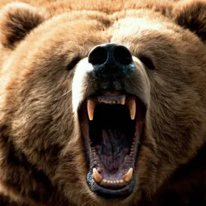 Urso
