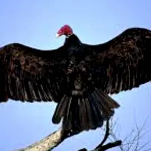 Urubu