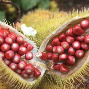 Urucum