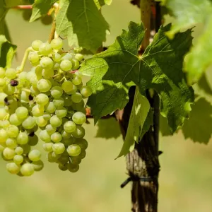 Uvas verdes