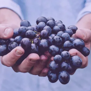 Uvas