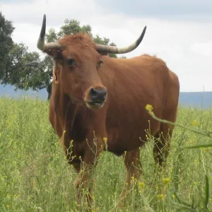Vaca brava