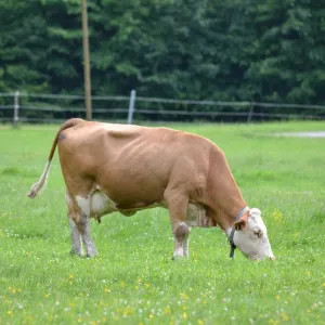 Vaca gorda