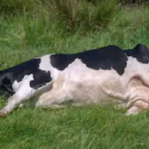 Vaca morta