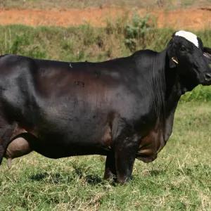 Vaca Preta