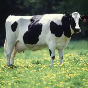 Vaca