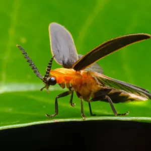 Vagalume