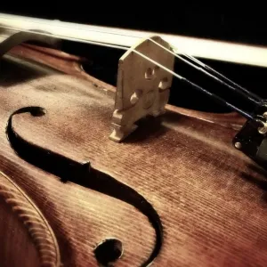 Violino