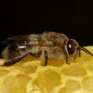 Zangão
